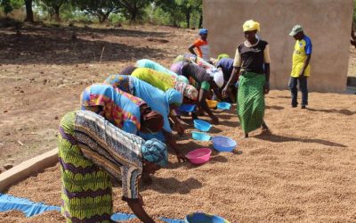 Apoyo a la Cooperativa Mousso Faso de mujeres cultivadoras de chufa